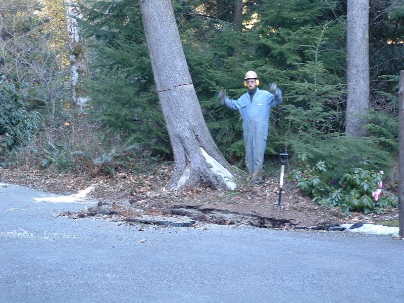The rootball surrendered back to its home after the cut, just like I hoped. Still one piece to cut and drop though